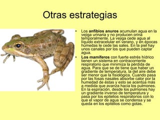 Otras estrategias Los  anfibios anuros  acumulan agua en la vejiga urinaria y no producen orina temporalmente. La vejiga cede agua al líquido extracelular en verano, y en épocas húmedas le cede las sales. En la piel hay unos canales por los que pueden captar agua.  Los mamíferos  con fuerte estrés hídrico tienen un sistema en contracorriente respiratorio que minimiza la pérdida de agua. Para que se de tiene que haber un gradiente de temperatura, la del aire debe ser menor que la fisiológica. Cuando pasa por las fosas nasales absorbe calor por la humedad de éstas y esto se acentúa más a medida que avanza hacia los pulmones. En la espiración, desde los pulmones hay un gradiente inverso de temperatura y pasa por los epitelios respiratorios con lo que el vapor de agua se condensa y se queda en los epitelios como gotas.  