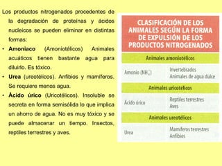 Los productos nitrogenados procedentes de la degradación de proteínas y ácidos nucleicos se pueden eliminar en distintas formas: Amoniaco  (Amoniotélicos) Animales acuáticos tienen bastante agua para diluirlo. Es tóxico. Urea  (ureotélicos). Anfibios y mamíferos. Se requiere menos agua. Ácido úrico  (Uricotélicos). Insoluble se secreta en forma semisólida lo que implica un ahorro de agua. No es muy tóxico y se puede almacenar un tiempo. Insectos, reptiles terrestres y aves. 