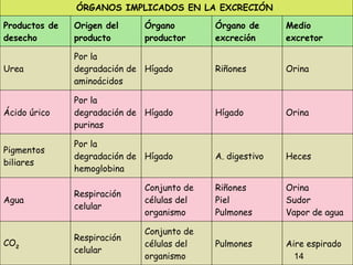 14 Aire espirado Pulmones Conjunto de células del organismo Respiración celular CO 2 Orina Sudor Vapor de agua  Riñones Piel  Pulmones Conjunto de células del organismo Respiración celular Agua Heces A. digestivo Hígado Por la degradación de hemoglobina Pigmentos biliares Orina Hígado Hígado Por la degradación de purinas Ácido úrico Orina Riñones Hígado Por la degradación de aminoácidos Urea Medio excretor Órgano de excreción Órgano productor Origen del producto Productos de desecho ÓRGANOS IMPLICADOS EN LA EXCRECIÓN  
