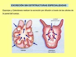 EXCRECIÓN SIN ESTRTRUCTURAS  ESPECIALIZAD A S  Esponjas y  C elentéreos realizan la excreción por difusión a través de las células de la pared del cuerpo. 
