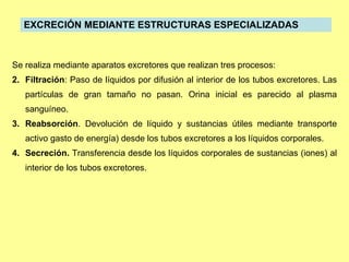 EXCRECIÓN MEDIANTE ESTRUCTURAS  ESPECIALIZAD A S  Se realiza mediante aparatos excretores que realizan tres procesos: Filtración : Paso de líquidos por difusión al interior de los tubos excretores. Las partículas de gran tamaño no pasan. Orina inicial es parecido al plasma sanguíneo. Reabsorción . Devolución de líquido y sustancias útiles mediante transporte activo gasto de energía) desde los tubos excretores a los líquidos corporales. Secreción.  Transferencia desde los líquidos corporales de sustancias (iones) al interior de los tubos excretores. 