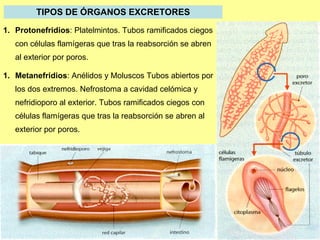 TIPOS DE ÓRGANOS EXCRETORES Protonefridios :  Platelmintos .  Tubos ramificados ciegos con células flamígeras que tras la reabsorción se abren al exterior por poros. Metanefridios :  Anélidos y Moluscos Tubos abiertos por los dos extremos. Nefrostoma a cavidad celómica y nefridioporo al exterior .  Tubos ramificados ciegos con células flamígeras que tras la reabsorción se abren al exterior por poros. 