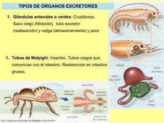 Glándulas antenales o verdes :  Crustáceos .  Saco ciego (filtración),  tubo excretor (reabsorción) y vejiga (almacenamiento) y poro. Tubos de Malpighi :  Insectos. Tubos ciegos que comunican con el intestino. Reabsorción en intestino grueso. TIPOS DE ÓRGANOS EXCRETORES 