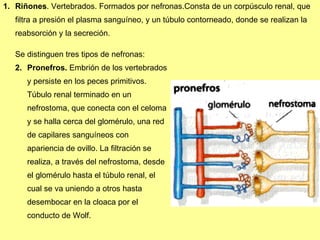 Riñones .  V ertebrados.  F orm ad os por nefronas .C onsta de un corpúsculo renal, que filtra a presión el plasma sanguíneo, y un túbulo cont orn eado, donde se realizan la reabsorción y la secreción.  S e distinguen tres tipos de nefronas : Pronefros.   E mbrión de los vertebrados y persiste en los peces primitivos.  T úbulo renal terminado en un nefrostoma, que conecta con el celoma y se halla cerca del glomérulo, una red de capilares sanguíneos con apariencia de ovillo. La filtración se realiza, a través del nefrostoma, desde el glomérulo hasta el túbulo renal, el cual se va uniendo a otros hasta desembocar en la cloaca por el conducto de Wolf . 