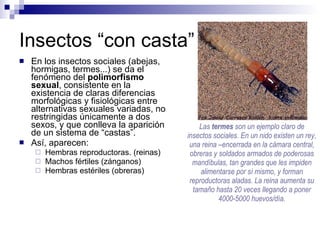 Fisiologia Animal: Reproduccion I | PPT