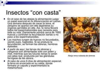 Fisiologia Animal: Reproduccion I | PPT