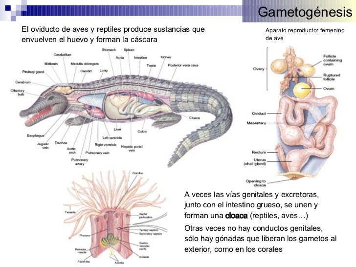 Aparato Reproductor Reptiles Pdf