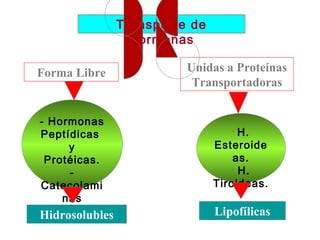Transporte de
                  Hormonas

Forma Libre               Unidas a Proteínas
                           Transportadoras


- Hormonas
Peptídicas                         -
                                      H.
     y                          Esteroide
 Protéicas.                         as.
     -                              -
                                      H.
Catecolami                      Tiroideas.
    nas
Hidrosolubles                   Lipofílicas
 