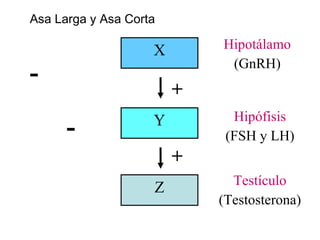 Asa Larga y Asa Corta

                    X       Hipotálamo
                             (GnRH)
-
                        +
                    Y         Hipófisis
      -                      (FSH y LH)
                        +
                              Testículo
                    Z
                            (Testosterona)
 
