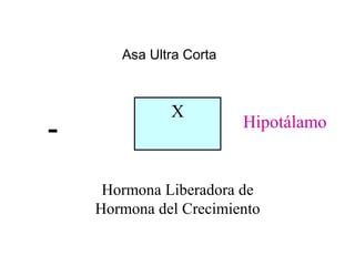 Asa Ultra Corta



              X
-                        Hipotálamo


     Hormona Liberadora de
    Hormona del Crecimiento
 