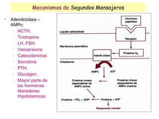 Mecanismos de Segundos Mensajeros
•
    Adenilciclasa –
    AMPc:
     −
       ACTH,
     −
       Tirotropina
     −
       LH, FSH.
     −
       Vasopresina
     −
       Catecolaminas
     −
       Secretina.
     −
       PTH.
     −
       Glucágon.
     −
       Mayor parte de
       las hormonas
       liberadoras
       Hipotalamicas
 