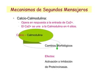 Mecanismos de Segundos Mensajeros
 •
     Calcio-Calmodulina:
      −
          Opera en respuesta a la entrada de Ca2+.
      −
          El Ca2+ se une a la Calmodulina en 4 sitios.


     Calcio – Calmodulina


                            Cambios Morfológicos


                            Efectos:
                            Activación o Inhibición
                            de Proteíncinasas.
 