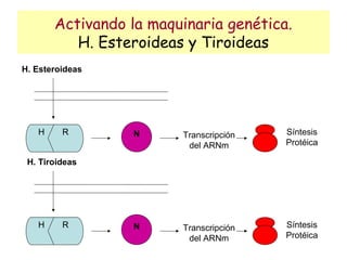 Activando la maquinaria genética.
          H. Esteroideas y Tiroideas
H. Esteroideas




   H     R       N      Transcripción   Síntesis
                         del ARNm       Protéica

 H. Tiroideas




   H     R       N      Transcripción   Síntesis
                         del ARNm       Protéica
 