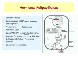 Hormonas Polipeptídicas

•
    Son Hidrosolubles.
•
    Se sintetizan en el RER, como cualquier
    síntesis protéica.
•
    Pre-hormona           Pro-hormona
    Aparato de Golgi.
•
    Se ALMACENAN en Vesículas Secretoras.
                            enzimas
•
    Vesículas Secretoras                Hormona
    Biológicamente Activa + Fragmentos
    Inactivos
•
    Se excretan por exocitosis.
 