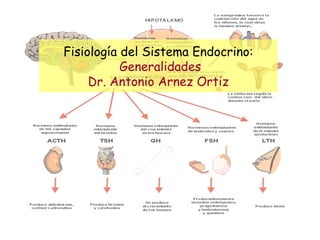 Fisiología del Sistema Endocrino:
              Generalidades
        Dr. Antonio Arnez Ortiz



Haga clic para modificar el estilo de subtítulo del patrón
 