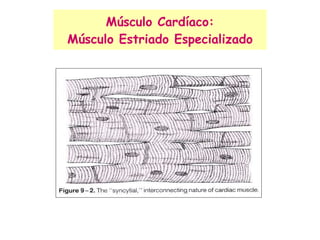 Músculo Cardíaco: Músculo Estriado Especializado 