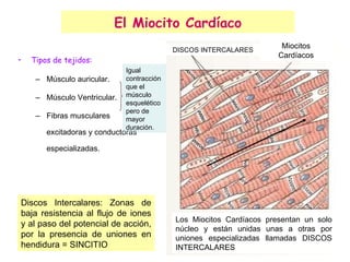 El Miocito Cardíaco Tipos de tejidos: Músculo auricular. Músculo Ventricular. Fibras musculares excitadoras y conductoras especializadas. Igual contracción que el músculo esquelético pero de mayor duración. Los Miocitos Cardíacos presentan un solo núcleo y están unidas unas a otras por uniones especializadas llamadas DISCOS INTERCALARES DISCOS INTERCALARES Miocitos Cardíacos Discos Intercalares: Zonas de baja resistencia al flujo de iones y al paso del potencial de acción, por la presencia de uniones en hendidura = SINCITIO 