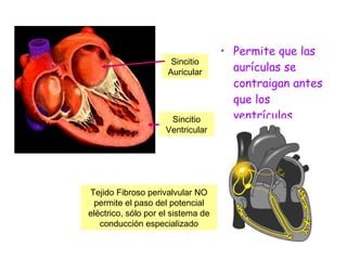 Permite que las aurículas se contraigan antes que los ventrículos Tejido Fibroso perivalvular NO permite el paso del potencial eléctrico, sólo por el sistema de conducción especializado Sincitio Auricular Sincitio Ventricular 