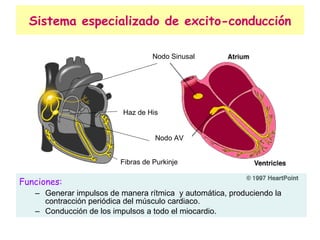 Sistema especializado de excito-conducción Funciones: Generar impulsos de manera rítmica  y automática, produciendo la contracción periódica del músculo cardiaco. Conducción de los impulsos a todo el miocardio.  Haz de His Fibras de Purkinje Nodo Sinusal Nodo AV 