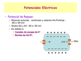 Potenciales Eléctricos Potencial de Reposo: Músculo auricular,  ventricular y sistema His-Purkinje :  -80 a -90 mV. Nodos SA y AV: -65 a -50 mV. Es debido a: Canales de escape de K +. Bomba de Na + /K + . + + + + + + + + + + + + K + 2 K + 3Na + 