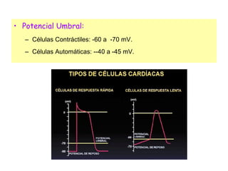 Potencial Umbral: Células Contráctiles: -60 a  -70 mV. Células Automáticas: --40 a -45 mV. 