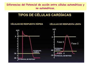 Diferencias del Potencial de acción entre células automáticas y no automáticas. Fase 0 Fase  4 Fase 3 