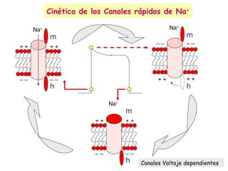 Cinética de los Canales rápidos de Na + _ _ Canales Voltaje dependientes Na + + + + + _ _ _ _ m h Na + + + + + _ _ m h Na + + + + + _ _ _ _ m h 