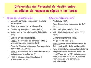 Diferencias del Potencial de Acción entre  las células de respuesta rápida y las lentas Células de respuesta rápida: Músculo auricular, ventricular y sistema His-Purkinje. Fase 0 : apertura de canales de Na + .  Es de mayor amplitud (100-130 mV). Velocidad de despolarización: 200-1000 mV/s Genera un potencial rápido. Fase 1:  inactivación de canales de Na +  y apertura breve de canales de K +. Fase 2 o Meseta : entrada de Na +  y apertura de canales de Ca 2+  tipo L. Fase 3:  inactivación de la entrada de Ca 2+  y activación de la salida de K +. Fase 4 : estable, determinada por el potencial de reposo Células de respuesta lenta: Nodos AV y SA. Fase 0:  apertura de canales de Ca 2+  tipo L. Menor amplitud (40-85 mV). Velocidad de despolarización: 2-15 mV/s. Genera un potencial lento. No poseen Fase 1 y 2. Fase 3:  inactivación de la entrada de Ca 2+  y activación de la salida de K + . Fase 4:  inestable, es una fase de lenta despolarización diastólica, salida de K + , ATPasa de Na + /K + , activación del intercambiador Na + /Ca 2+ , activación mantenida de una corriente de entrada de Na + . 