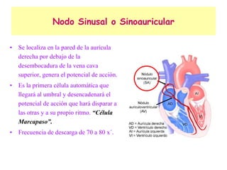 Nodo Sinusal o Sinoauricular Se localiza en la pared de la aurícula derecha por debajo de la desembocadura de la vena cava superior, genera el potencial de acción. Es la primera célula automática que llegará al umbral y desencadenará el potencial de acción que hará disparar a las otras y a su propio ritmo.  “Célula Marcapaso”. Frecuencia de descarga de 70 a 80 x´. 
