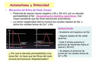 Automatismo y Ritmicidad Mecanismo del Ritmo del Nodo Sinusal:  Potencial de reposo menos negativo (-55 y -60 mV), por su elevada permeabilidad al Na + .  Despolarización diastólica espontánea .   Con mayor pendiente que las otras estructuras automáticas. La menor negatividad interna inactiva los canales rápidos de Na +  y activa los canales lentos de Ca 2+  y Na + . Autoexcitación: Gradiente elctroquímico de Na + . Algunos canales de Na +  están abiertos. Cada 2 latidos aumenta el potencial de membrana hasta el umbral (-40 mV). Se dispara el potencial de acción por los canales lentos de Ca 2+  y Na + ¿ Por qué la elevada permeabilidad a los iones Na +  no hace que las fibras del nodo sinusal permanezcan despolarizadas? 