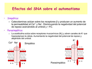Efectos del SNA sobre el automatismo Simpático: Catecolaminas actúan sobre los receptores  β  y producen un aumento de la permeabilidad al Ca 2+  y Na + . Disminuyendo la negatividad del potencial de reposo acercándolo al umbral y ↑ FC. Parasimpático: La acetilcolina actúa sobre receptores muscarínicos (M 2 ) y abren canales de K +  que hiperpolarizan la célula. Aumentando la negatividad del potencial de reposo y alejándolo del umbral. Simpático Parasimpático Ca 2+   Na + + + + + _ _ _ _ K + + + + + _ _ _ _ 
