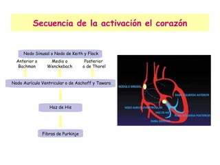 Secuencia de la activación el corazón Haz de His Fibras de Purkinje Nodo Aurículo Ventricular o de Aschoff y Tawara Nodo Sinusal o Nodo de Keith y Flack Anterior o Bachman Medio o Wenckebach Posterior  o de Thorel 