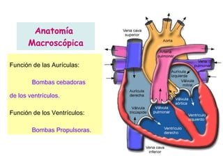 Anatomía  Macroscópica Función de las Aurículas: Bombas cebadoras  de los ventrículos. Función de los Ventrículos: Bombas Propulsoras. 