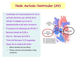 Nodo Aurículo-Ventricular (AV) Localizado en la pared posterior de la aurícula derecha, por detrás de la válvula tricúspide cerca de la desembocadura del seno coronario. Frecuencia de descarga de 40-60 x´. Retardo Nodal de 0,09 s. Haz Av. :Retraso de 0,04 s. Total del Retraso: 0,13 segundos. Causa de la conducción lenta: Menor tamaño de sus fibras. Pocas uniones comunicantes o Gap Junctions. Haz Av 