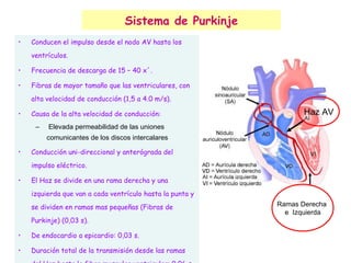 Sistema de Purkinje Conducen el impulso desde el nodo AV hasta los ventrículos. Frecuencia de descarga de 15 – 40 x´. Fibras de mayor tamaño que las ventriculares, con alta velocidad de conducción (1,5 a 4.0 m/s). Causa de la alta velocidad de conducción: Elevada permeabilidad de las uniones comunicantes de los discos intercalares Conducción uni-direccional y anterógrada del impulso eléctrico. El Haz se divide en una rama derecha y una izquierda que van a cada ventrículo hasta la punta y se dividen en ramas mas pequeñas (Fibras de Purkinje) (0,03 s). De endocardio a epicardio: 0,03 s. Duración total de la transmisión desde las ramas del Haz hasta la fibra muscular ventricular: 0,06 s. Haz AV Ramas Derecha  e  Izquierda 