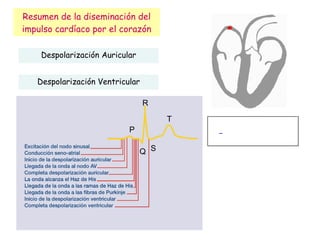 Resumen de la diseminación del impulso cardíaco por el corazón Despolarización Auricular Despolarización Ventricular P Q R S T 