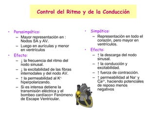 Control del Ritmo y de la Conducción Parasimpático: Mayor representación en : Nodos SA y AV. Luego en aurículas y menor en ventrículos  Efecto: ↓  la frecuencia del ritmo del nodo sinusal. ↓  la excitabilidad de las fibras internodales y del nodo AV. ↑  la permeabilidad al K +,  hiperpolarizando. Si es intensa detiene la transmisión eléctrica y el bombeo cardíaco= Fenómeno de Escape Ventricular. Simpático: Representación en todo el corazón, pero mayor en ventrículos. Efecto: ↑  la descarga del nodo sinusal. ↑  la conducción y excitabilidad. ↑  fuerza de contracción. ↑  permeabilidad al Na +  y Ca 2+ , haciendo potenciales de reposo menos negativos 