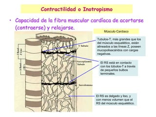 Contractilidad o Inotropismo Capacidad de la fibra muscular cardíaca de acortarse  (contraerse) y relajarse. Tubulos-T, más grandes que los del músculo esquelético, están alineados a las líneas Z, poseen mucopolisacáridos con cargas negativas. El RS es delgado y liso, y con menos volumen que el RS del músculo esquelético. El RS está en contacto con los túbulos-T a través de pequeños bulbos terminales.  Músculo Cardiaco 