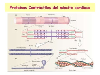 Proteínas Contráctiles del miocito cardíaco 