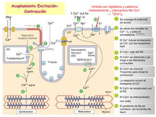 Acoplamiento Excitación-Contracción Se propaga el potencial de acción Se abren los canales de Ca 2+  - L, y pasa al sarcoplasma El Ca 2+  induce la liberación de Ca 2+  por los receptores RyR 1 2 3 4 5 6 7 8 9 10 El Ca2+ sale del RS (DHPR) El Ca2+ se adicionan y se dirige a los filamentos contractiles El Ca2+ se une a la Troponina para iniciar la contracción La relajación ocurre al desligarse el Ca 2+. El Ca2+ es recapturado por el RS. El Ca2+ es intercambiado con sodio El gradiente de Na se mantiene  por la bomba de Na-K. Fosfolamban-P Inhibido por digitálicos y uabahina: indirectamente  ↓  intercambio Na + /Ca 2+       [Ca 2+ ] in SERCA-2b 1 Ca 2+  out for 3 Na +  in - - - - - Ca 2+ 3Na + (DHPR) Ca 2+ H + ATP 