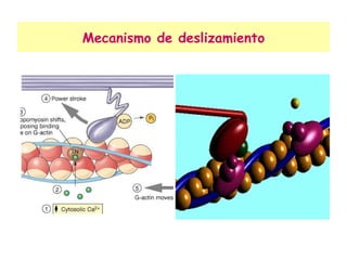 Mecanismo de deslizamiento 