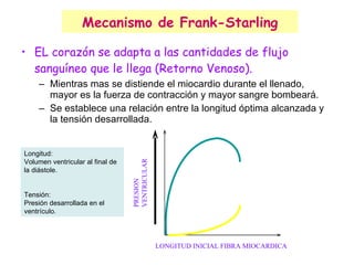 Mecanismo de Frank-Starling EL corazón se adapta a las cantidades de flujo sanguíneo que le llega (Retorno Venoso). Mientras mas se distiende el miocardio durante el llenado, mayor es la fuerza de contracción y mayor sangre bombeará. Se establece una relación entre la longitud óptima alcanzada y la tensión desarrollada. PRESION VENTRICULAR LONGITUD INICIAL FIBRA MIOCARDICA  Longitud:  Volumen ventricular al final de la diástole. Tensión:  Presión desarrollada en el ventrículo. 