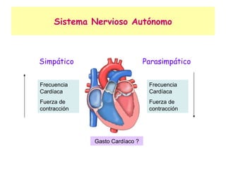 Sistema Nervioso Autónomo Gasto Cardíaco ? Simpático Parasimpático Frecuencia Cardíaca Fuerza de contracción Frecuencia Cardíaca Fuerza de contracción 