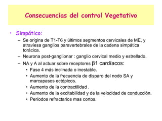 Consecuencias del control Vegetativo Simpático: Se origina de T1-T6 y últimos segmentos cervicales de ME, y atraviesa ganglios paravertebrales de la cadena simpática torácica. Neurona post-ganglionar : ganglio cervical medio y estrellado. NA y A al actuar sobre receptores  β 1 cardíacos: Fase 4 más inclinada o inestable. Aumento de la frecuencia de disparo del nodo SA y marcapasos ectópicos. Aumento de la contractilidad . Aumento de la excitabilidad y de la velocidad de conducción. Períodos refractarios mas cortos. 