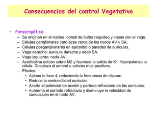 Consecuencias del control Vegetativo Parasimpático: Se originan en el núcleo  dorsal de bulbo raquídeo y viajan con el vago. Células ganglionares cardíacas cerca de los nodos AV y SA. Células posganglionares en epicardio o paredes de aurículas. Vago derecho: aurícula derecha y nodo SA. Vago izquierdo: nodo AV. Acetilcolina actúan sobre M2 y favorece la salida de K + . Hiperpolariza la célula. Desplaza el umbral a valores mas positivos. Efectos:  Aplana la fase 4, reduciendo la frecuencia de disparo. Reduce la contractilidad auricular. Acorta el potencial de acción y período refractario de las aurículas. Aumenta el período refractario y disminuye la velocidad de conducción en el nodo AV. 