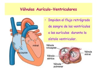 Válvulas Aurículo-Ventriculares Impiden el flujo retrógrado de sangre de los ventrículos a las aurículas  durante la sístole ventricular. mitral tricúspide 