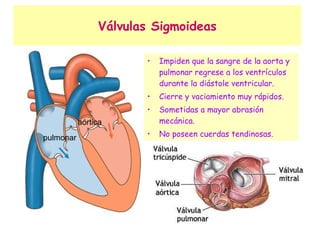 Válvulas Sigmoideas Impiden que la sangre de la aorta y pulmonar regrese a los ventrículos durante la diástole ventricular. Cierre y vaciamiento muy rápidos. Sometidas a mayor abrasión mecánica. No poseen cuerdas tendinosas. aórtica pulmonar 