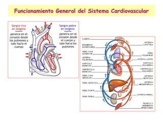 Funcionamiento General del Sistema Cardiovascular 
