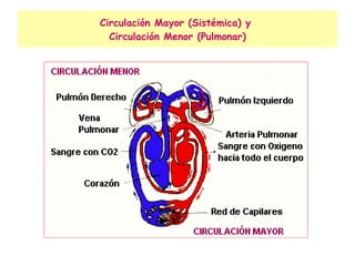 Circulación Mayor (Sistémica) y  Circulación Menor (Pulmonar) 