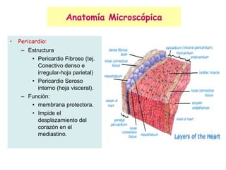 Anatomía Microscópica Pericardio:   Estructura Pericardio Fibroso (tej. Conectivo denso e irregular-hoja parietal) Pericardio Seroso interno (hoja visceral). Función: membrana protectora. Impide el desplazamiento del corazón en el mediastino.  